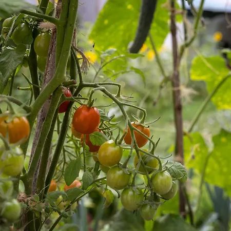 Quintal Organico * オビドス