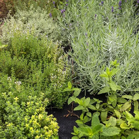 アパート Quintal Organico オビドス