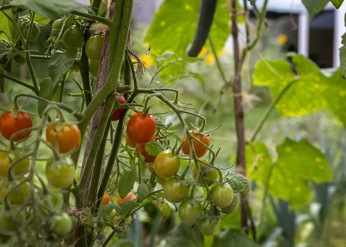 Quintal Organico * オビドス