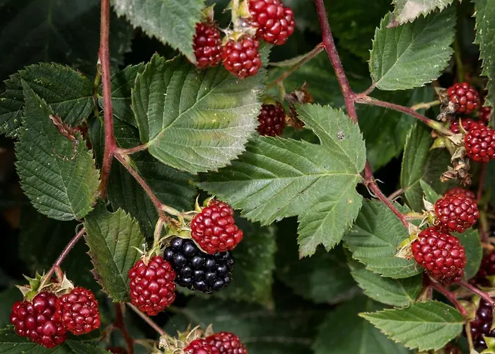 Quintal Organico オビドス