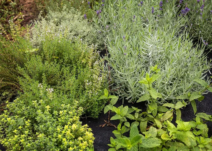 アパート Quintal Organico オビドス